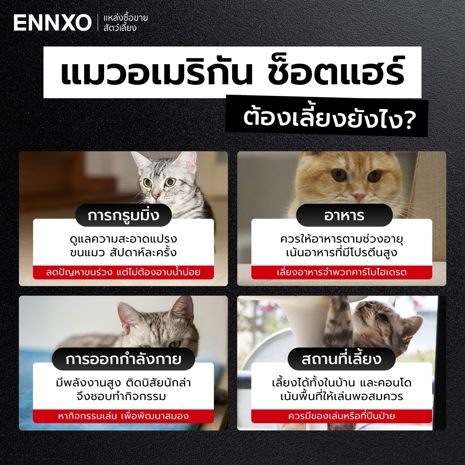 แมวอเมริกันช็อตแฮร์-เลี้ยงยากไหม