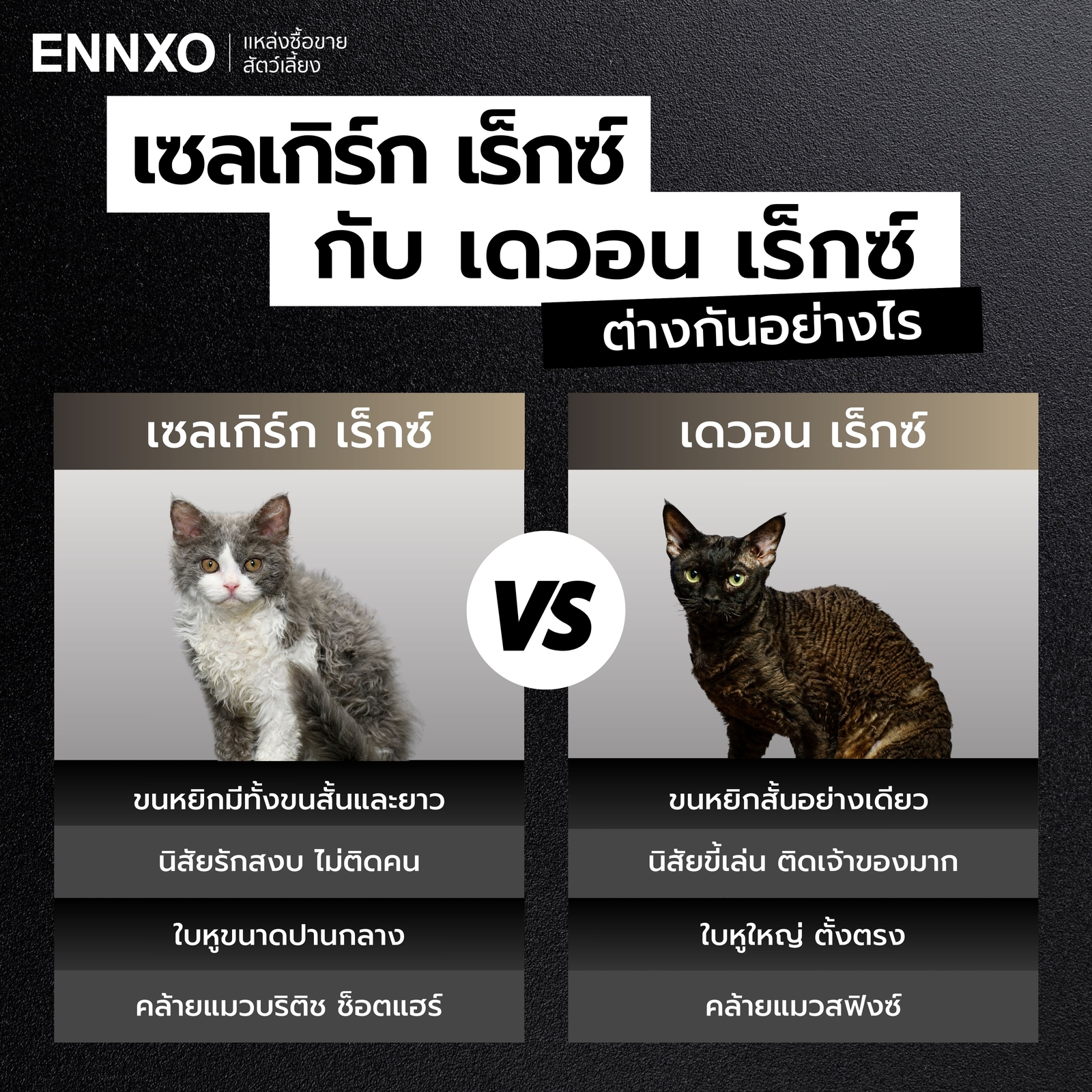 แมวเซลเกิร์ก เร็กซ์ กับ เดวอน เร็กซ์ ต่างกันอย่างไร