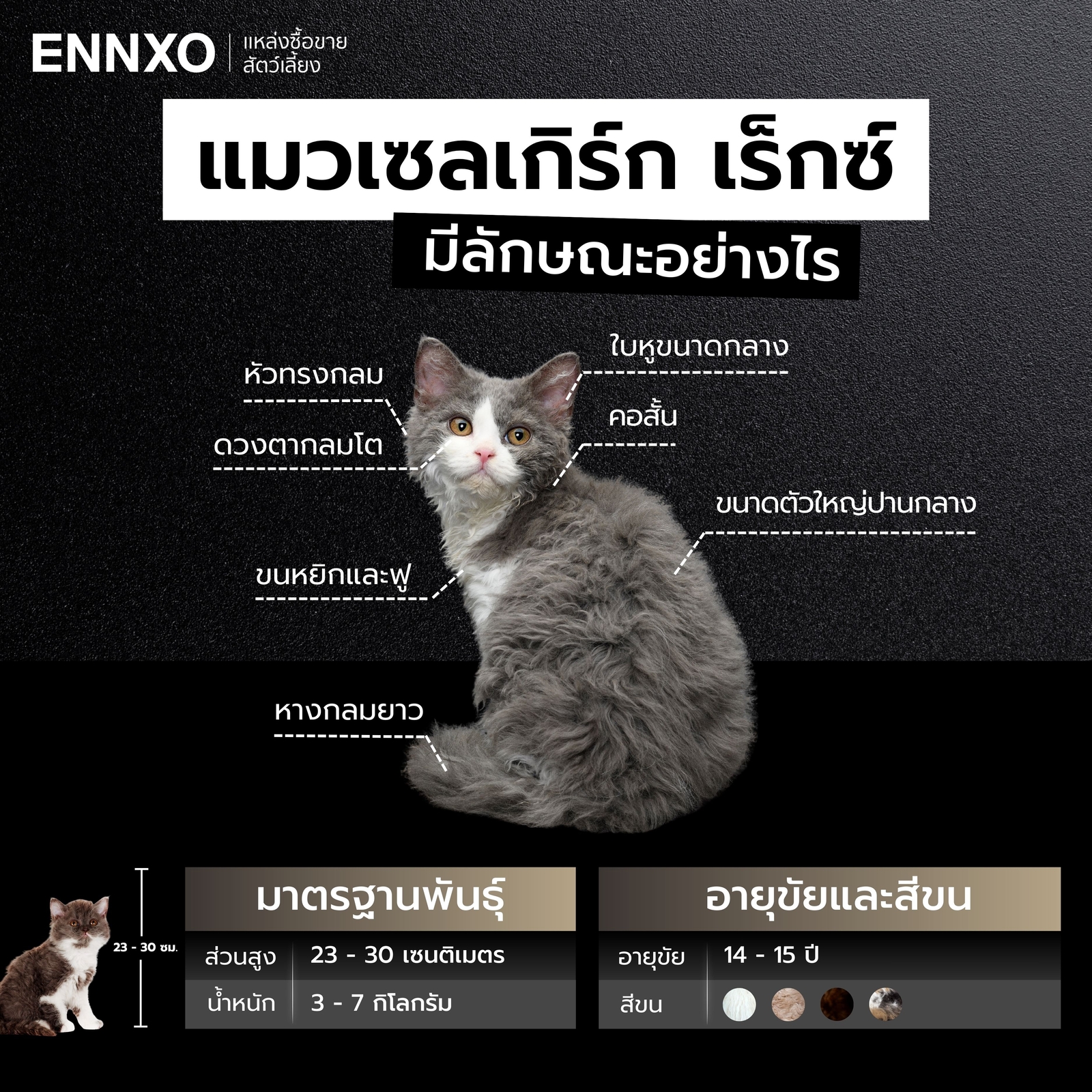 แมวเซลเกิร์ก เร็กซ์ ลักษณะ