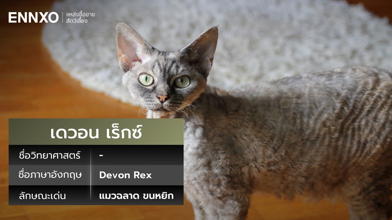 แมวเดวอน เร็กซ์ ชื่อภาษาอังกฤษ