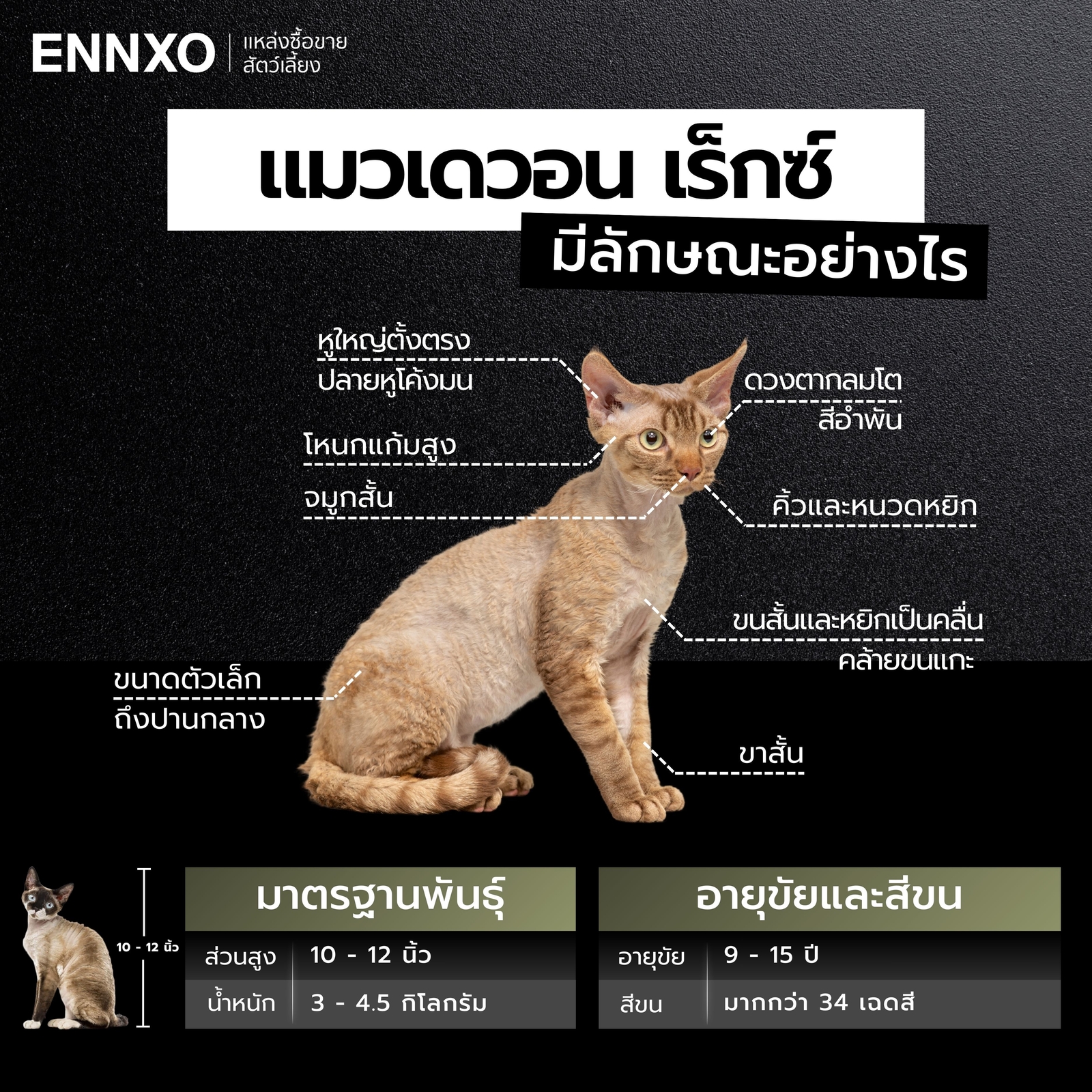 แมวเดวอน เร็กซ์ แท้ ลักษณะแบบไหน