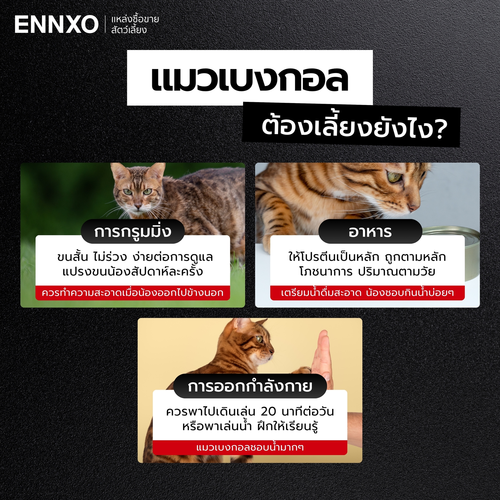 วิธีการเลี้ยงแมวเบงกอล