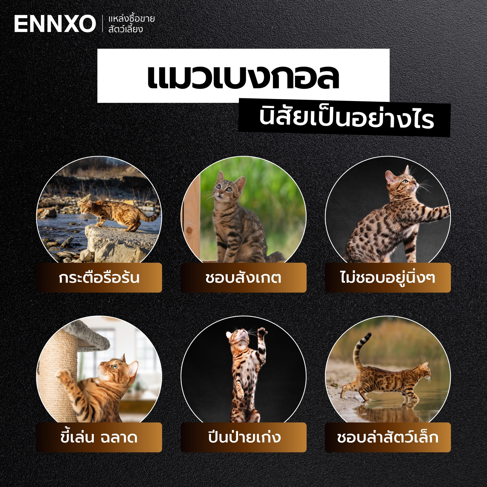 นิสัยของแมวเบงกอล