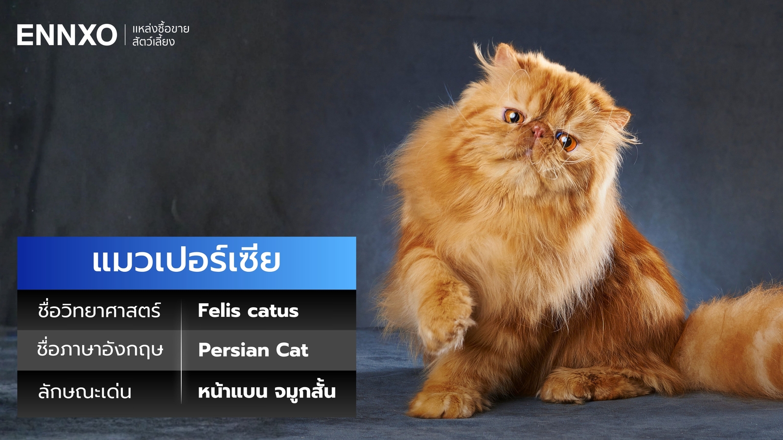 แมวเปอร์เซีย ชื่อภาษาอังกฤษ