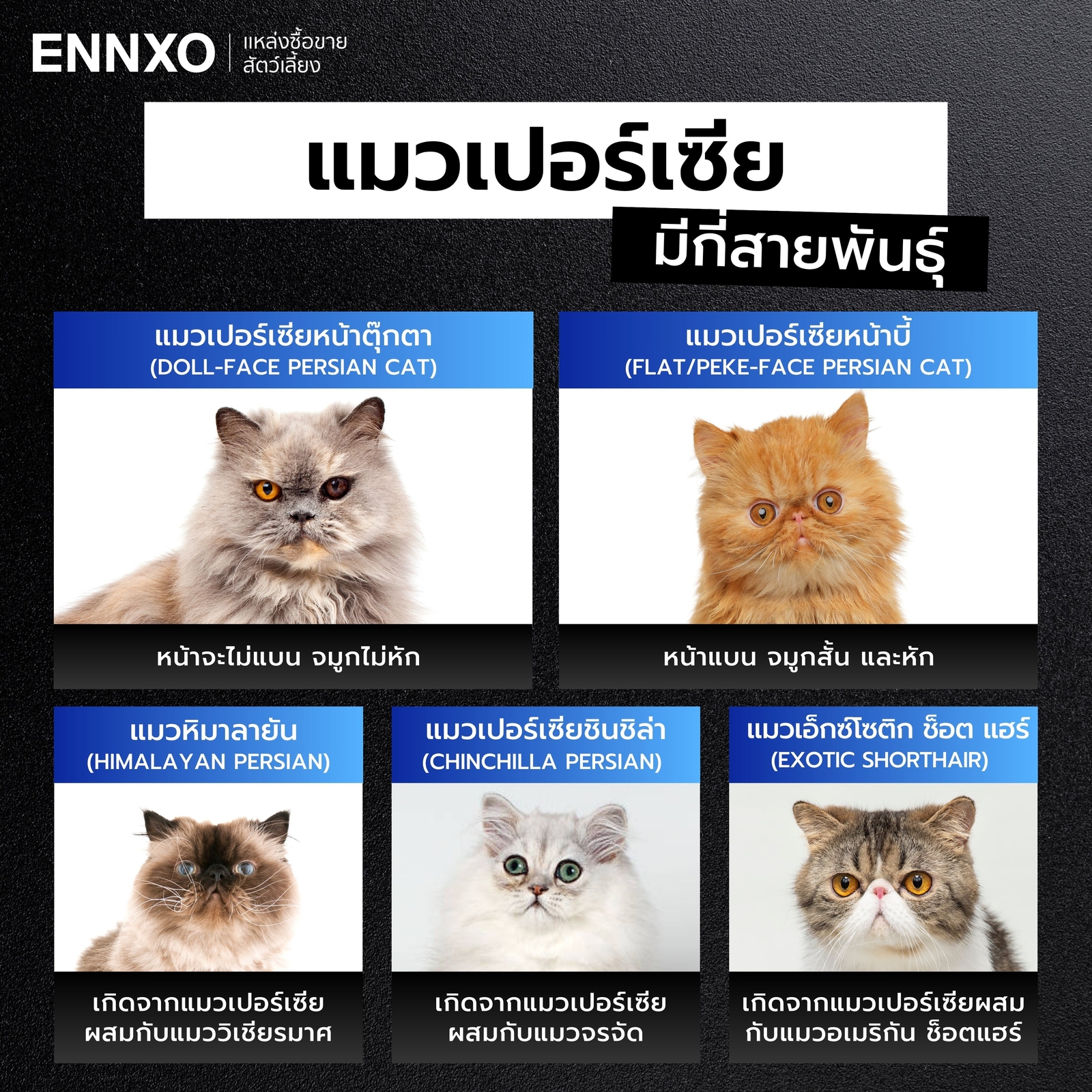 แมวเปอร์เซีย มีกี่หน้า กี่สายพันธุ์