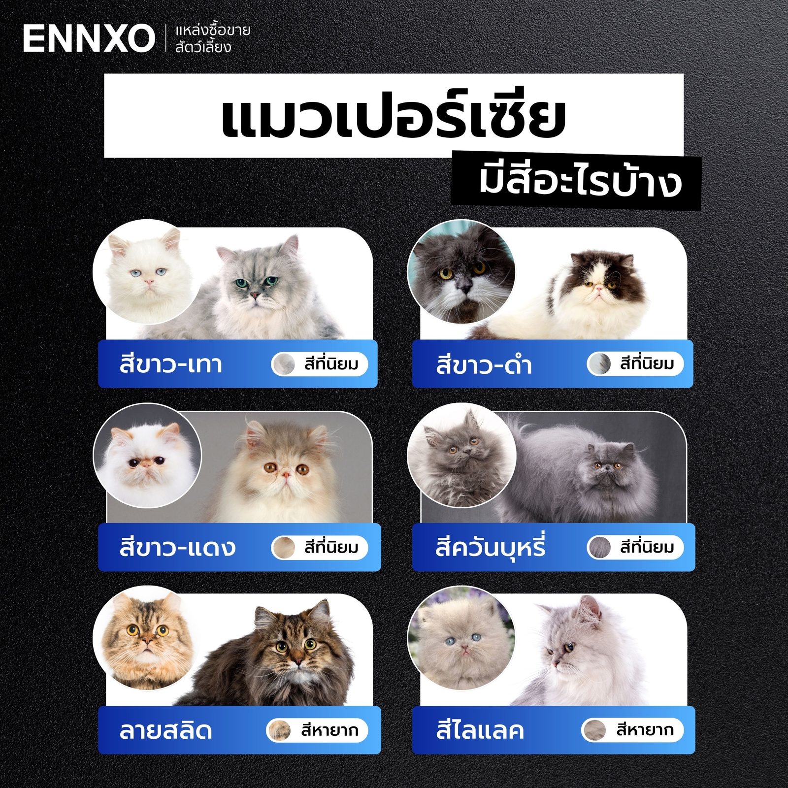 แมวเปอร์เซีย มีสีอะไรบ้าง