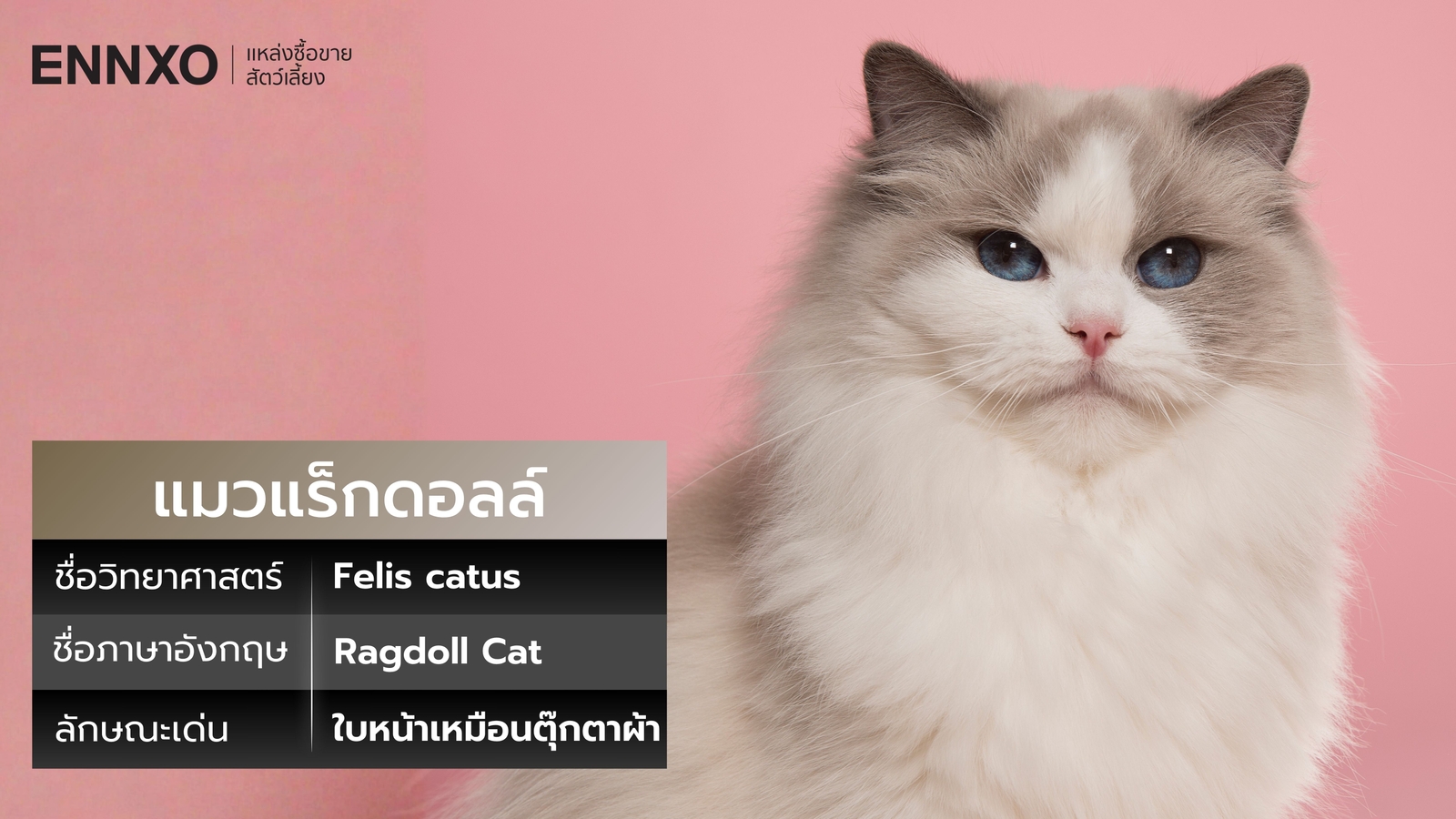 แมวแร็กดอลล์-พันธุ์ราคาแพง