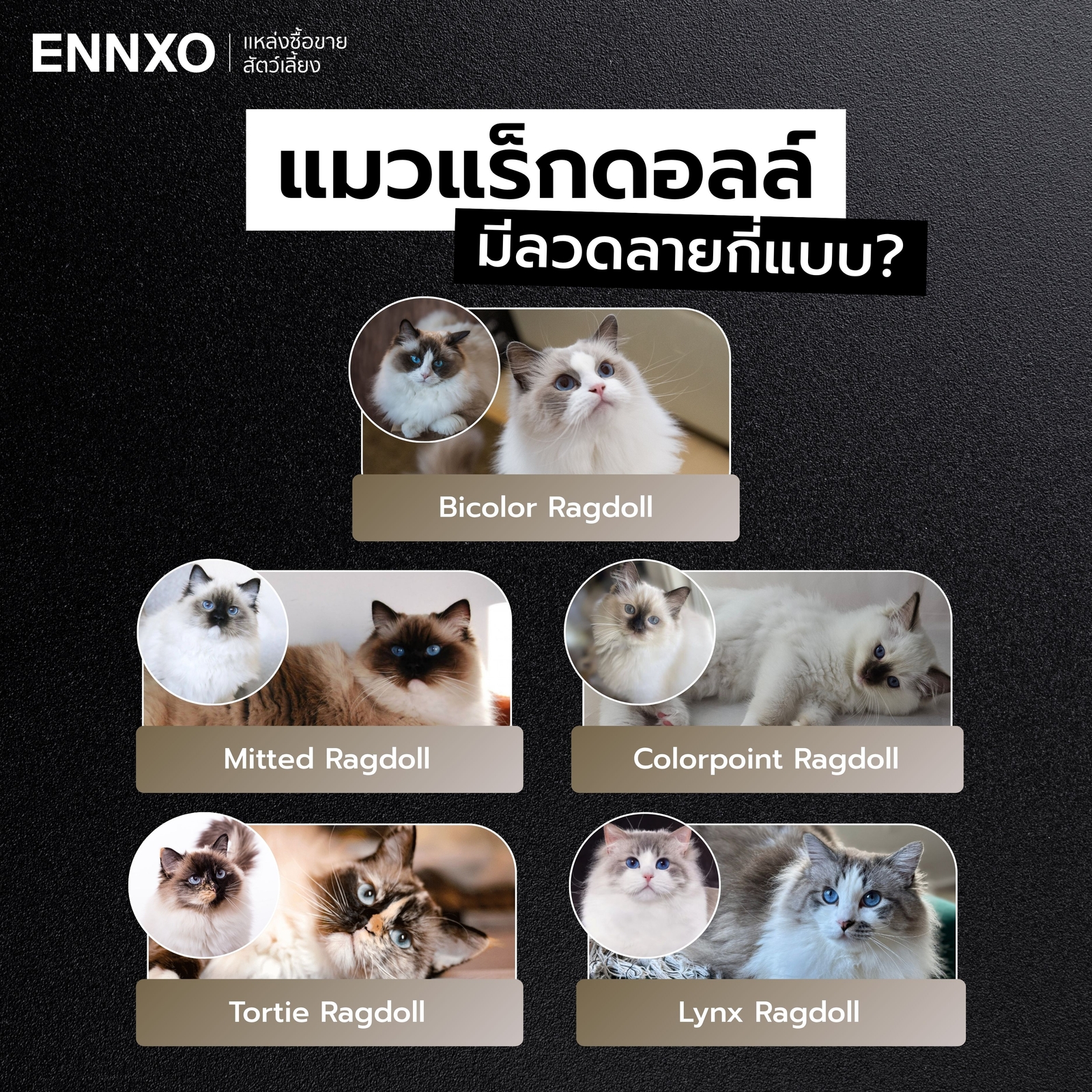 แมวแร็กดอลล์-มีกี่แบบ-กี่ลาย
