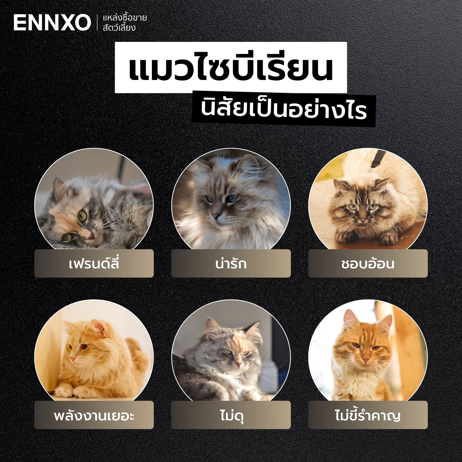 นิสัยแมวไซบีเรียน