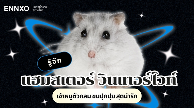 หนูแฮมสเตอร์ วินเทอร์ไวท์ มีกี่สี พร้อมวิธีเลี้ยงหนูพันธุ์นี้