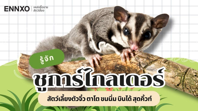 รู้จักชูก้าไรเดอร์ (Sugar Glider) สัตว์ตัวจิ๋ว ตาโต บินได้ สุดน่ารัก
