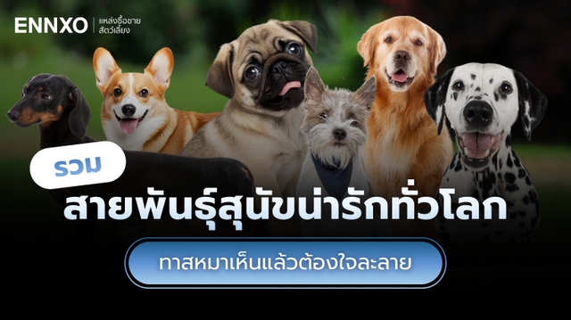 รวม 50 สายพันธุ์สุนัข พร้อมรูปภาพสุนัขพันธุ์ต่างๆ