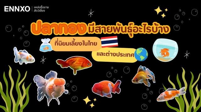 รวมสายพันธุ์ปลาทอง มีสายพันธุ์อะไรบ้างที่นิยมเลี้ยง ทั้งหมด