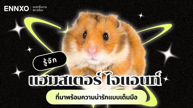 รู้จักหนูแฮมสเตอร์ ไจแอนท์ เจ้าหนูตัวใหญ่ มีนิสัยและลักษณะอย่างไร