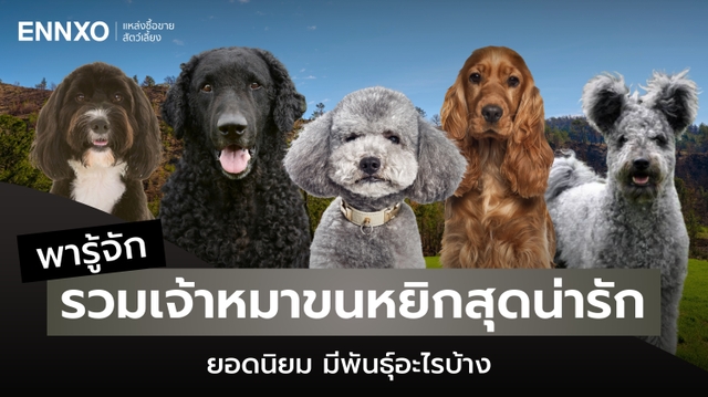 8 หมาขนหยิกสุดน่ารัก มีพันธุ์อะไรบ้าง ที่คนรักสุนัขห้ามพลาด