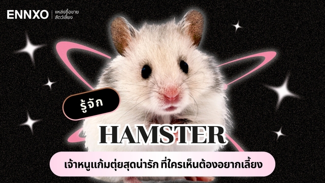 หนูแฮมสเตอร์ มีกี่สายพันธุ์ อยากเลี้ยงแฮมเตอร์ ต้องเตรียมอะไรได้บ้าง