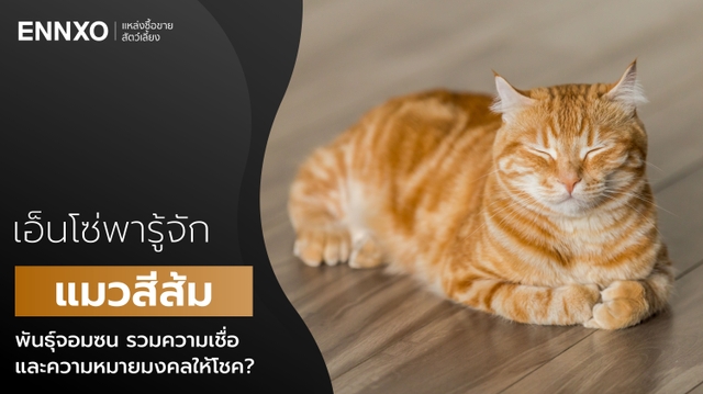 แมวสีส้ม พันธุ์สุดน่ารัก รวมความหมายมงคล และความเชื่อให้โชค